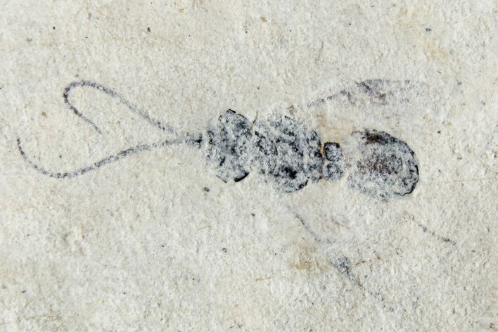 Fossil Insect (Hymenoptera) with Preserved Antennae - France #256027